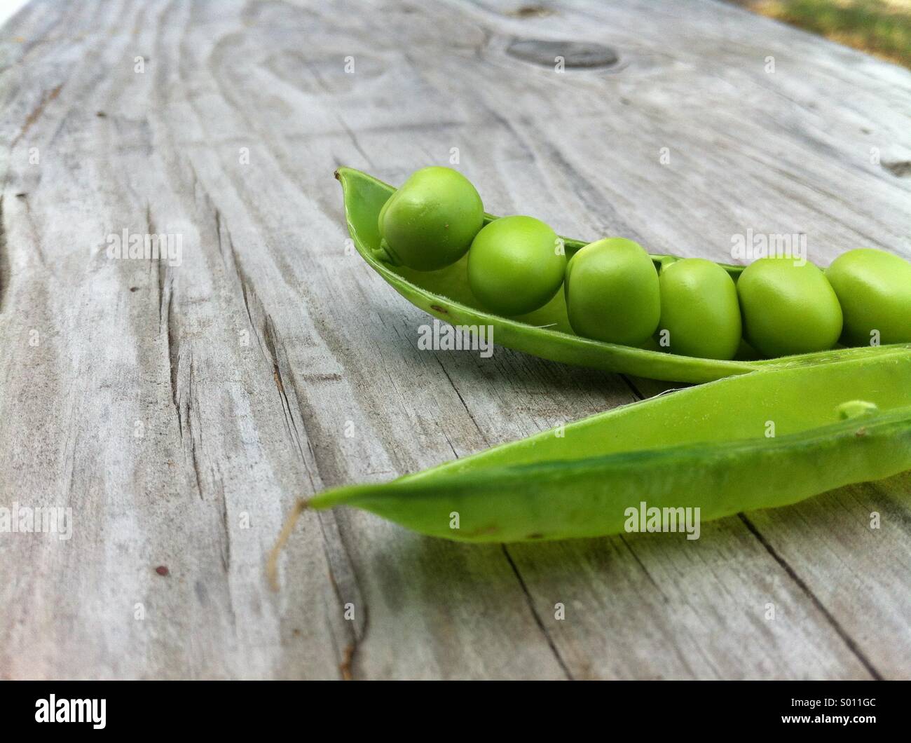 Sweet Peas, North America Stock Photo