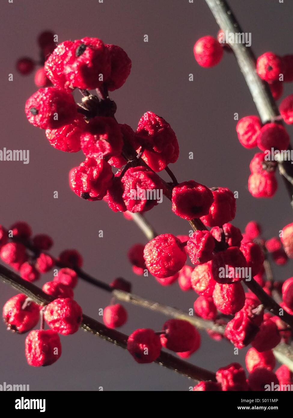 Wrinkled close up of ilex berries on branch Stock Photo