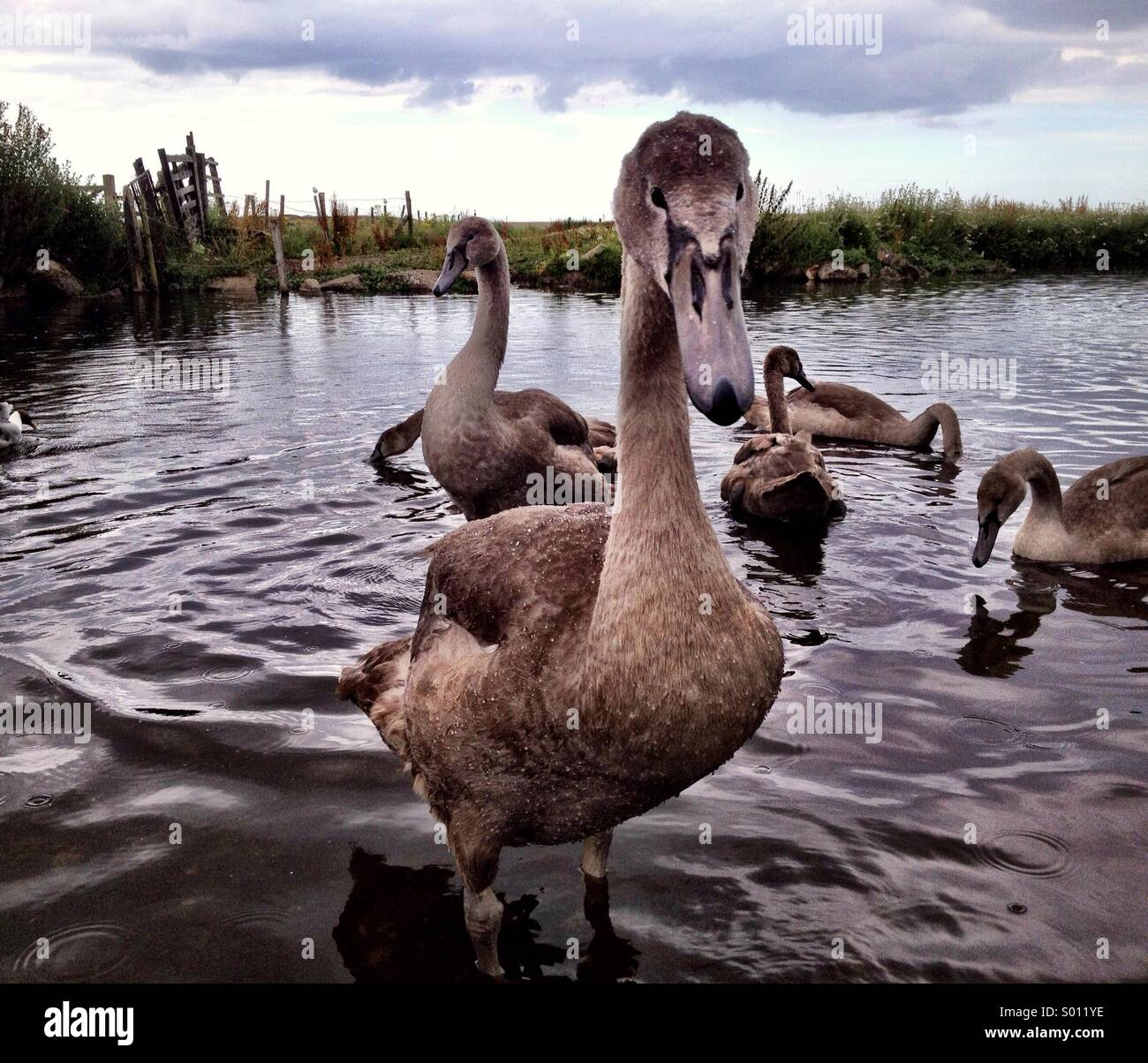 Cygnets - Smartphone Captured Stock Image