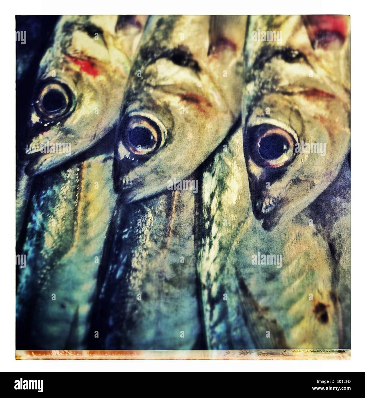 Sardines fishes close up - Smartphone Captured Stock Image