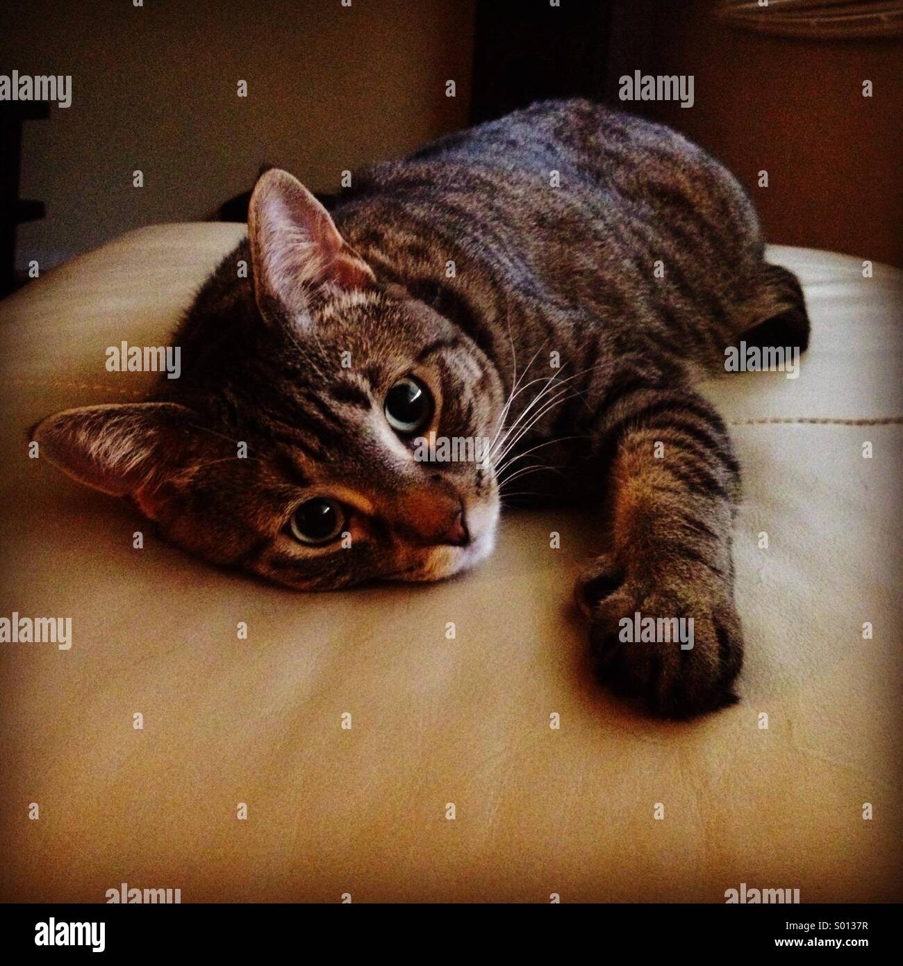 Tabby Bengal mix cat on her leather ottoman Stock Photo Alamy