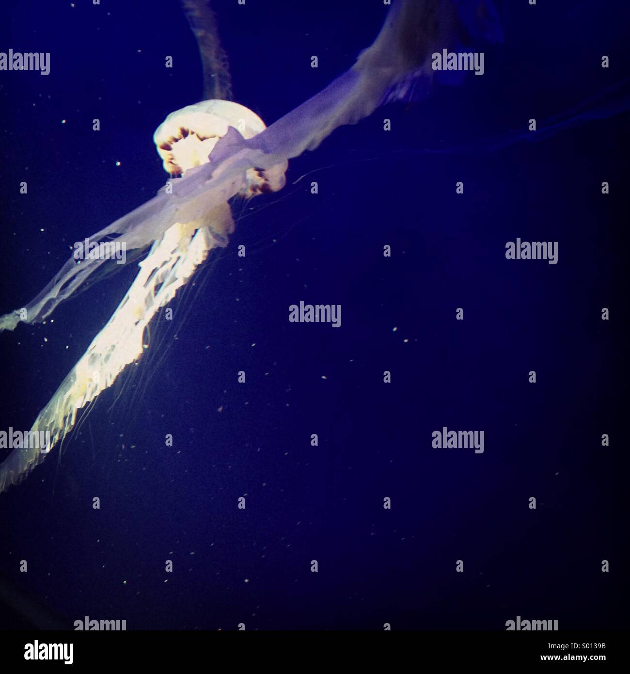 The infamous box jelly fish, unassumingly deadly Stock Photo Alamy