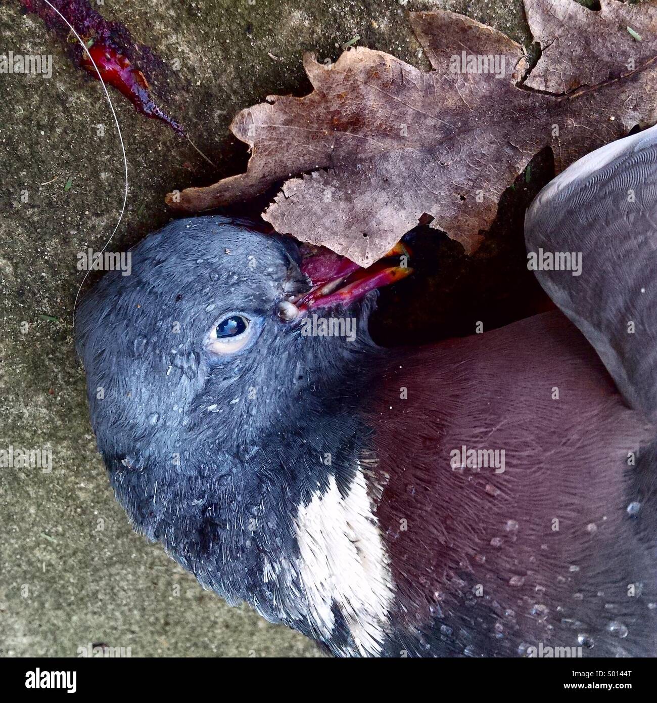 Dead pigeon on a London street. Stock Photo