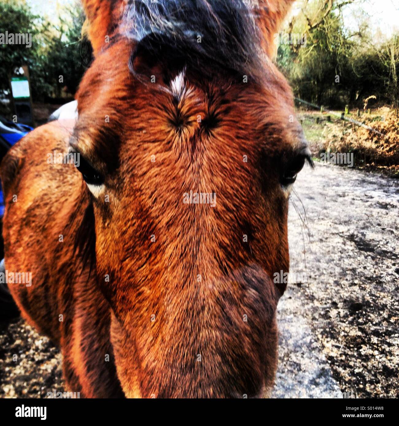 A New Forest pony on the scavenge for some lunch near Gatewood Bridge in the New Forest National Park, UK. - Smartphone Captured Stock Image
