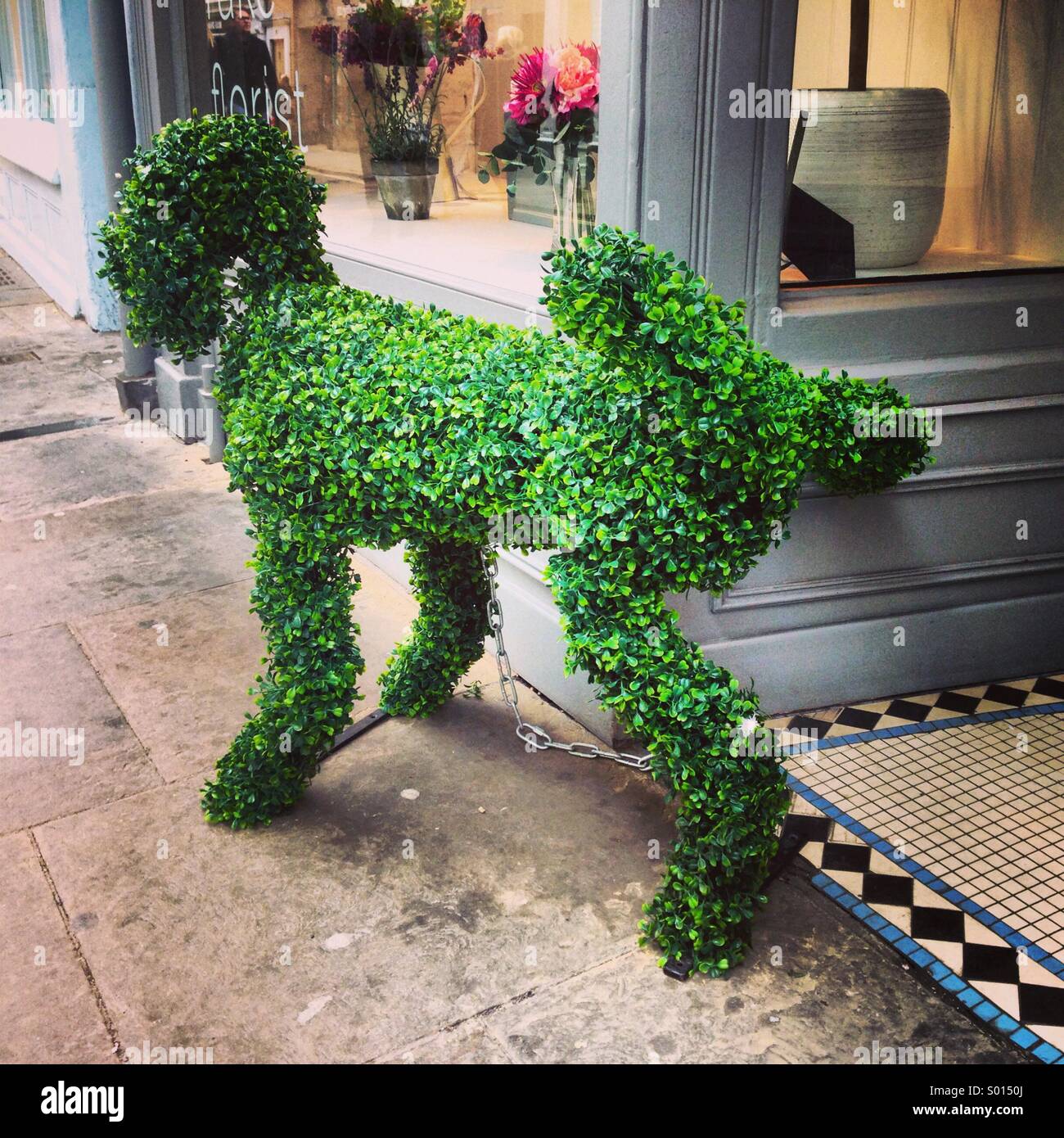 Topiary dog outside florist shop, York, UK Stock Photo
