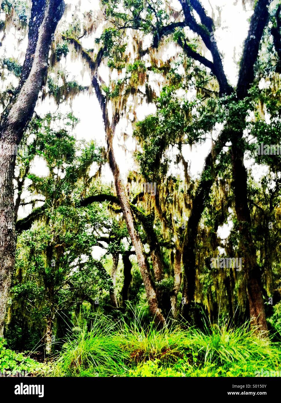 Salt springs hi-res stock photography and images - Alamy