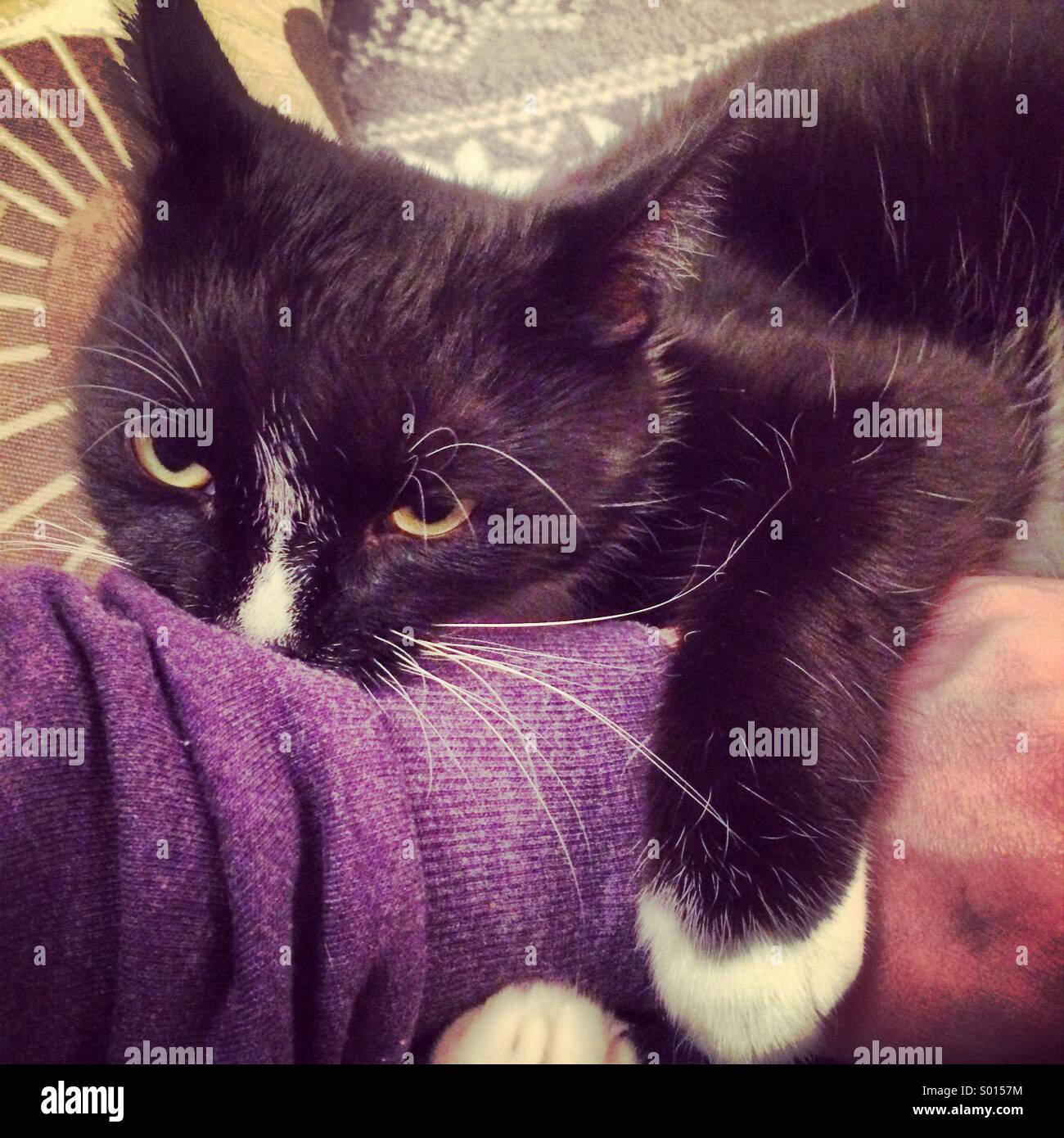 My cat biting my arm Stock Photo Alamy