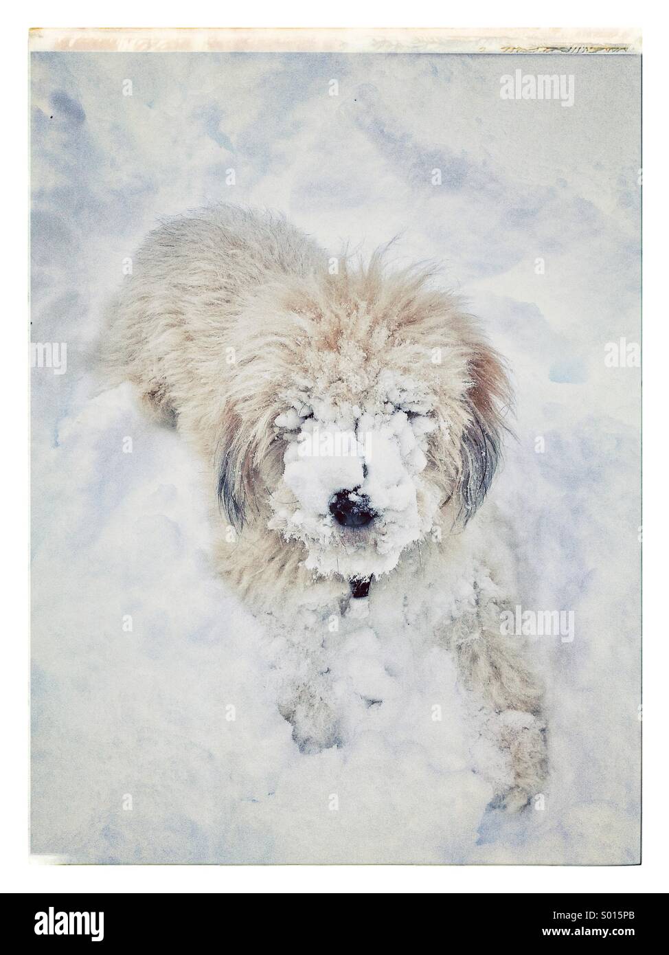 Abdominal snow dog Stock Photo
