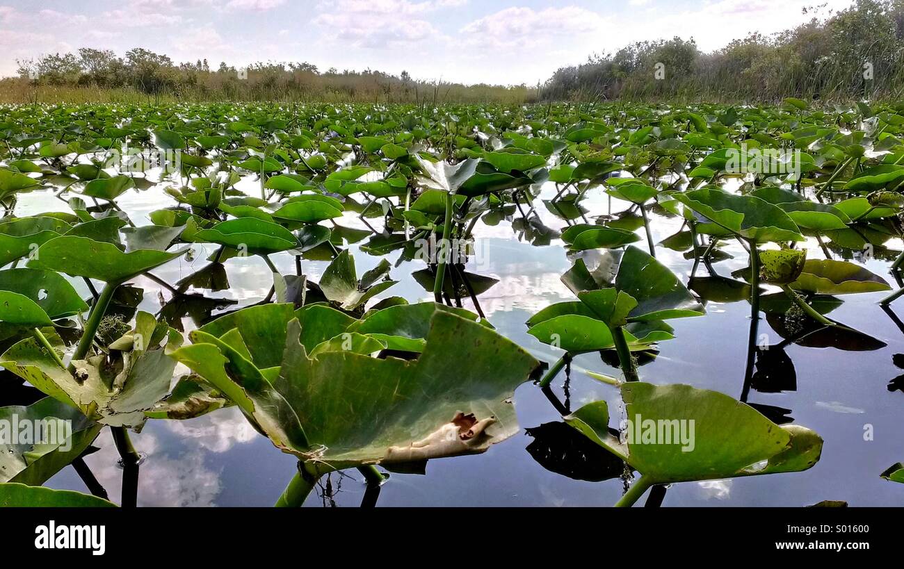 Life in the Everglades Stock Photo Alamy