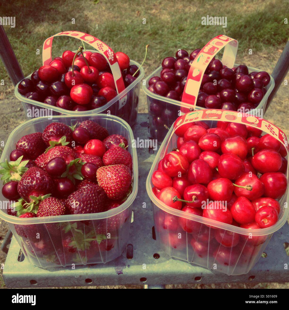 Summer harvest Stock Photo