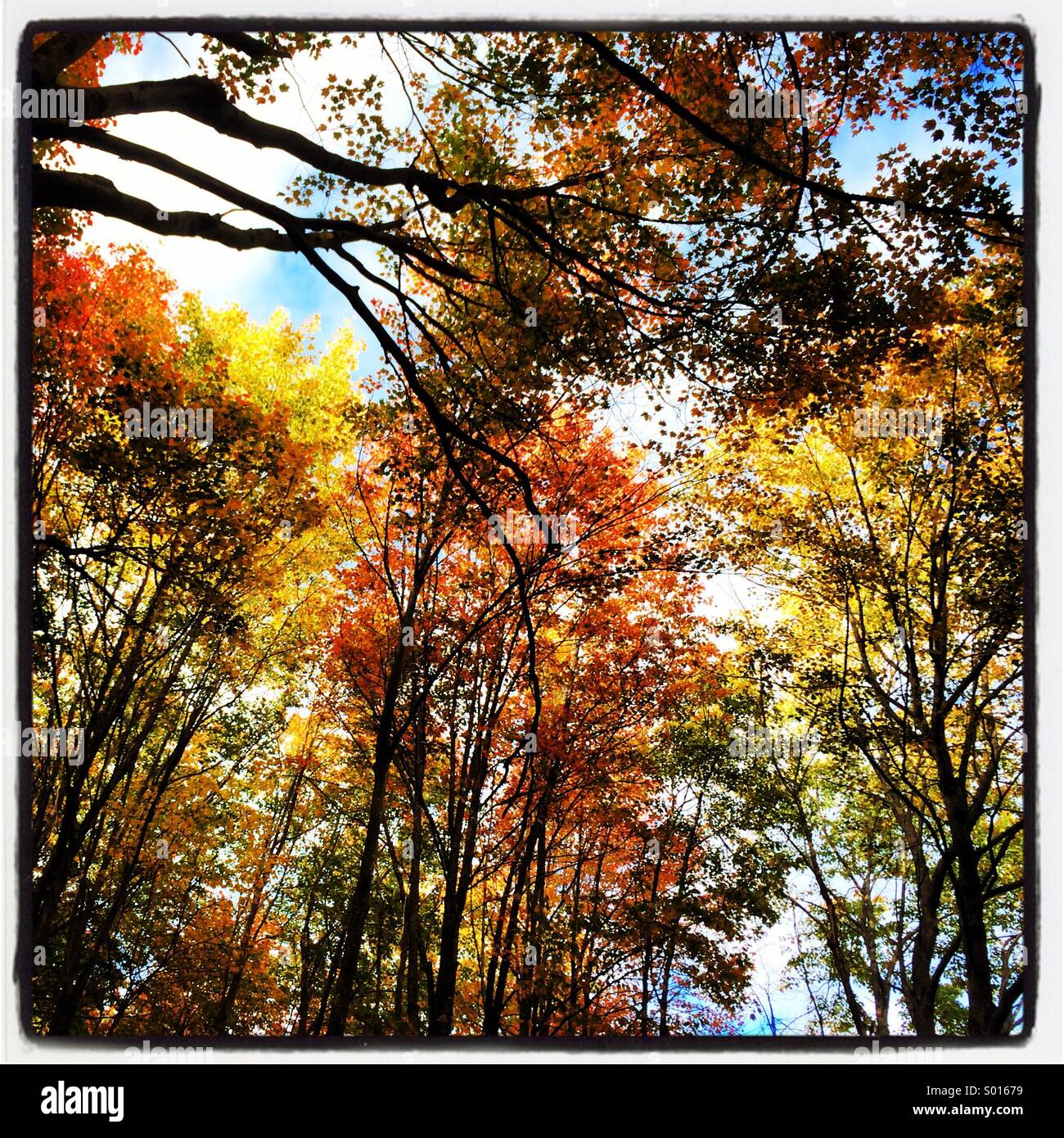 Fall colors in Maine Stock Photo Alamy