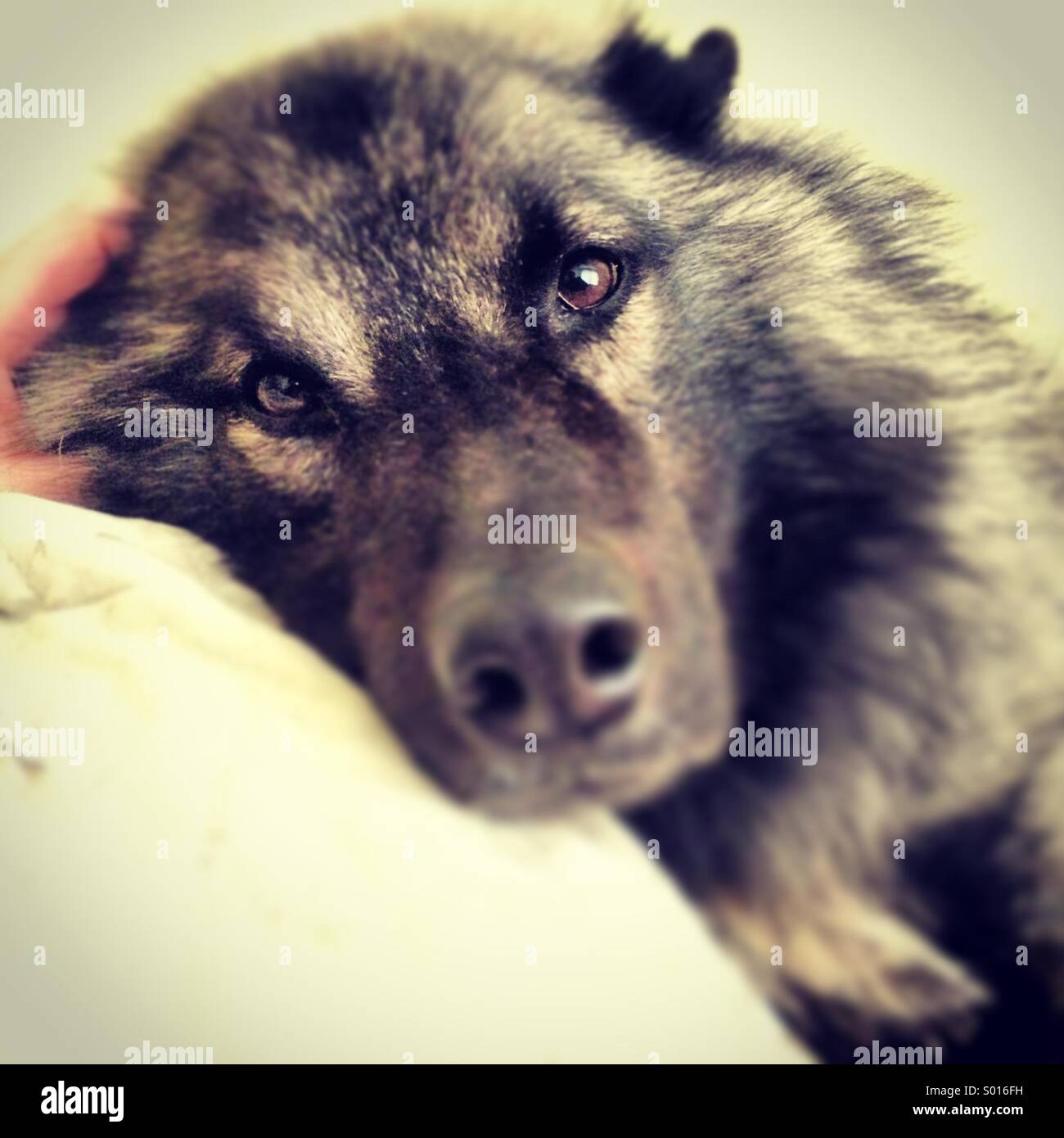 Eurasier Dog Resting On A Pillow Stock Photo Alamy