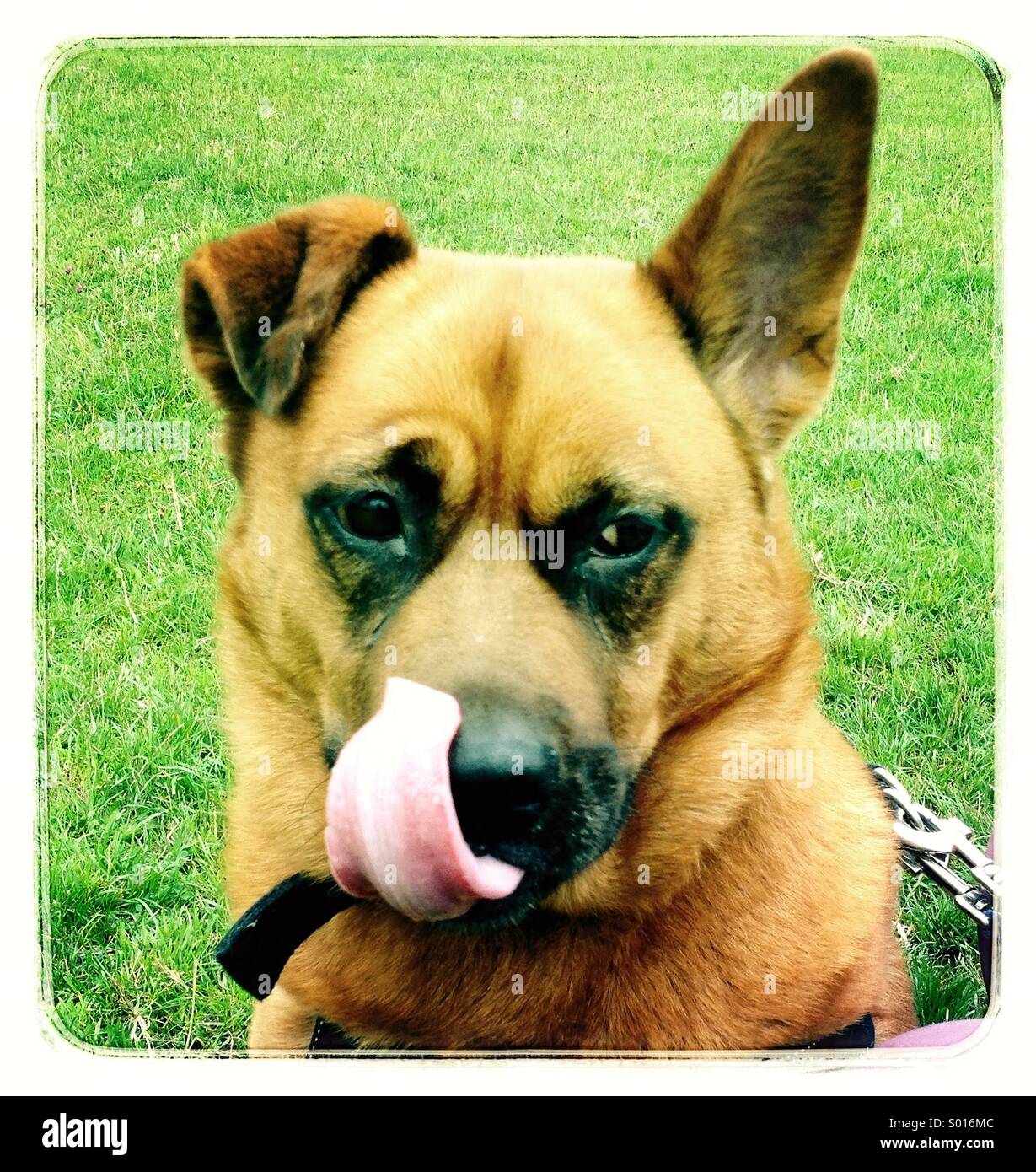 Dog with attitude - Smartphone Captured Stock Image