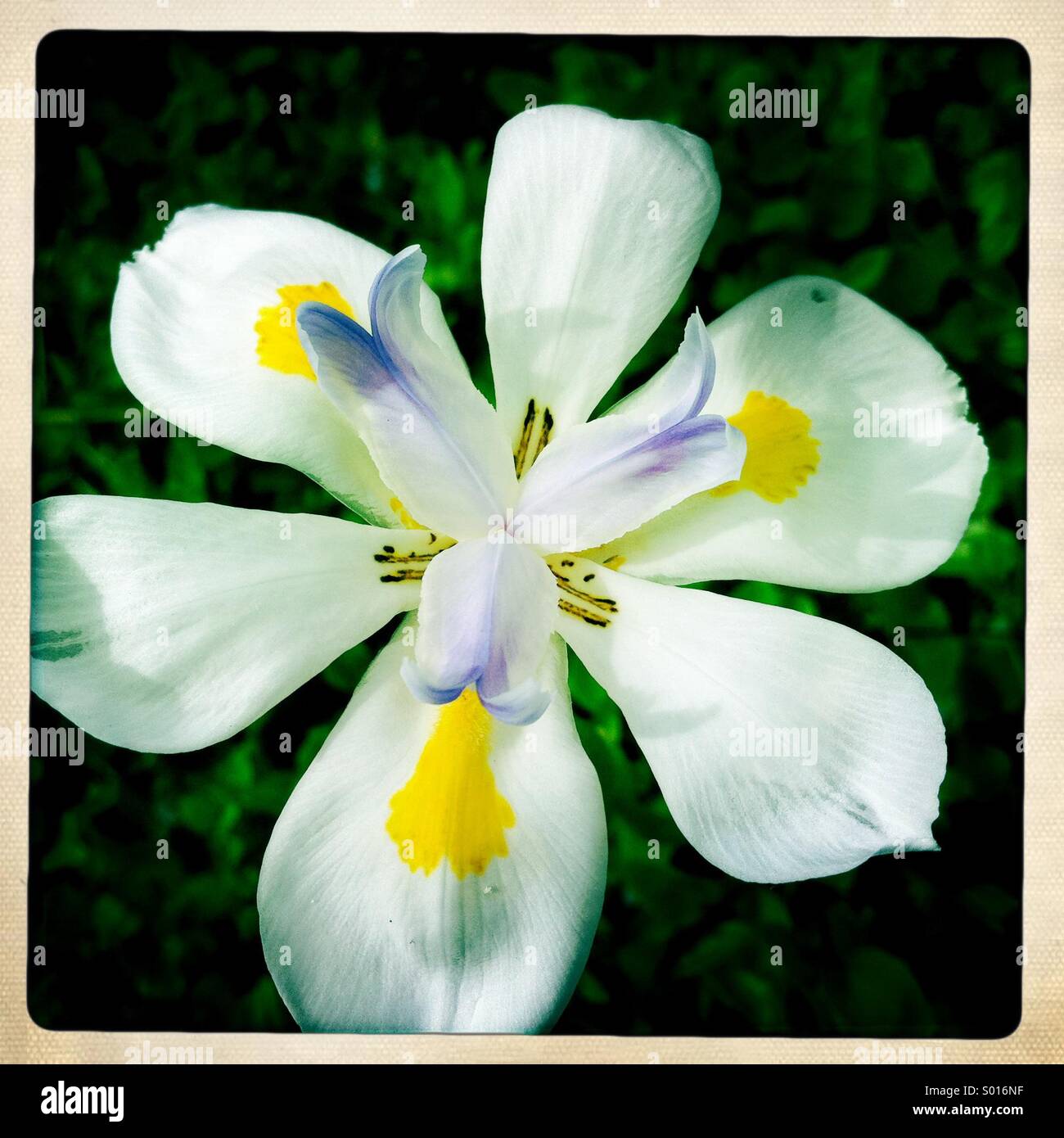 Close up of a flower. - Smartphone Captured Stock Image