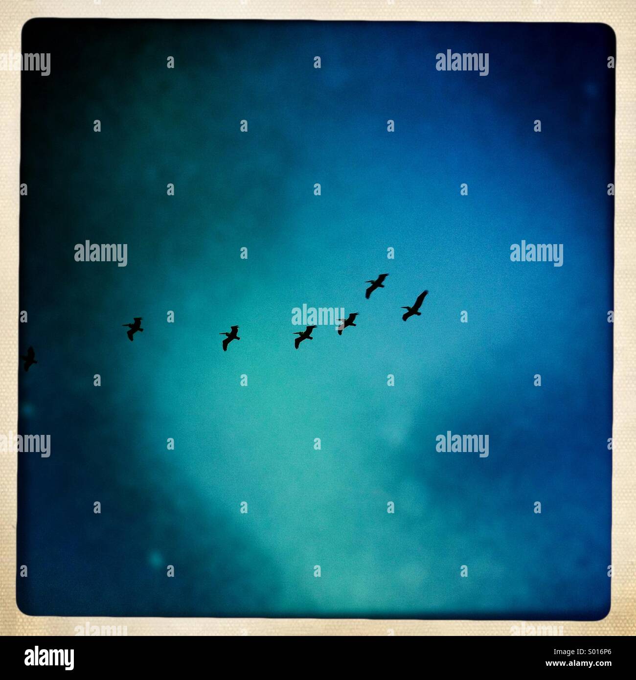 A group of Pelicans flying in the sky. - Smartphone Captured Stock Image A group of Pelicans flying in the sky. - Smartphone Captured Stock Image