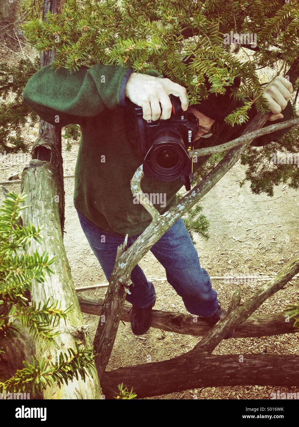 Man in tree with camera taking pictures. - Smartphone Captured Stock Image