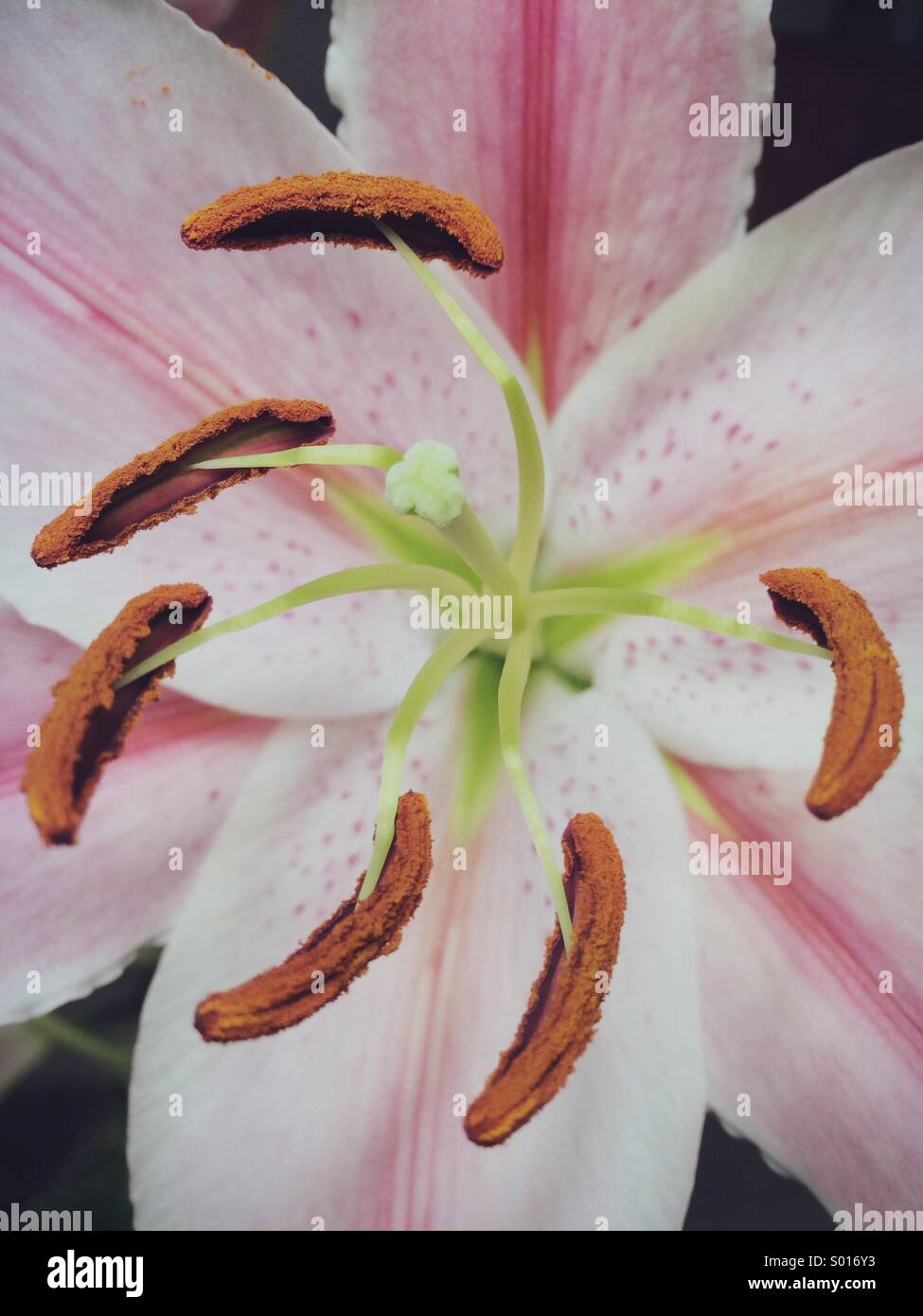 A close-up of a Lilly flower. Stock Photo