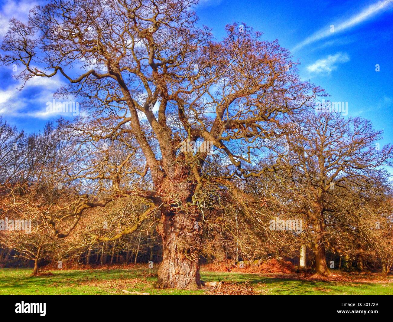 Old oak tree against a blue sky - Smartphone Captured Stock Image