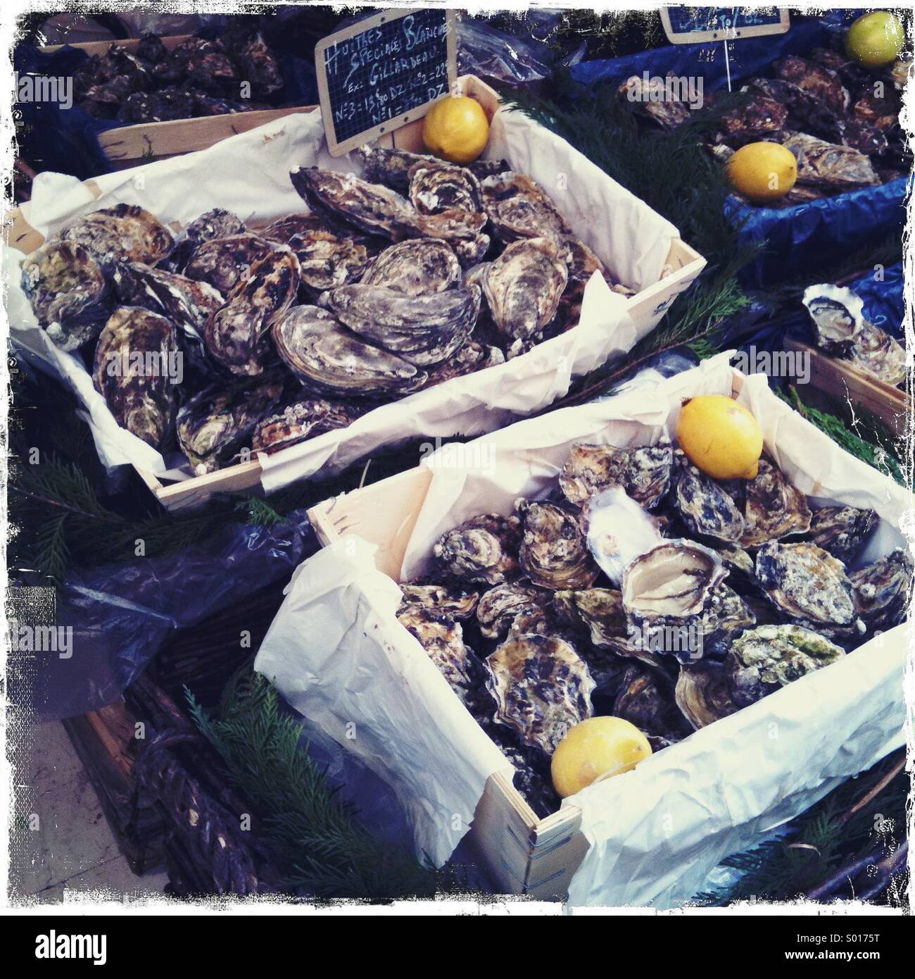 Oysters in paris Stock Photo Alamy
