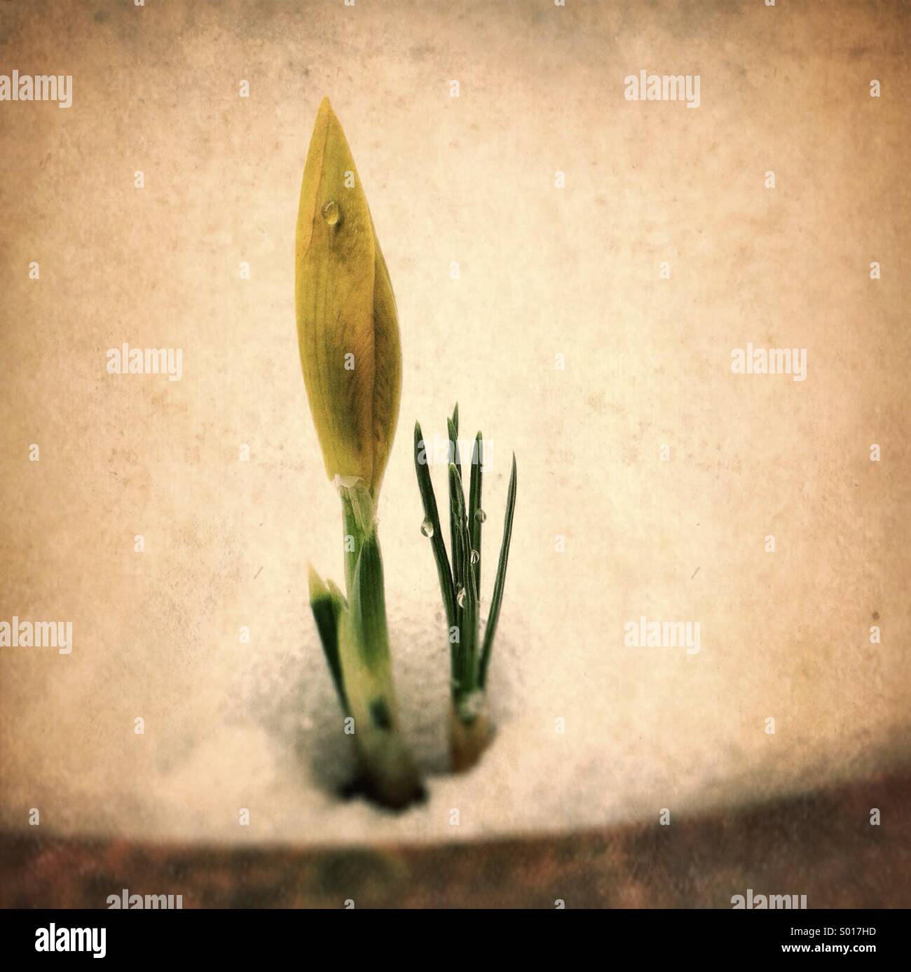 Yellow spring flower pops up through deep snow on garden planter. Stock Photo