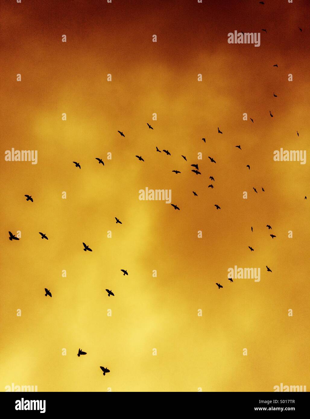Birds flying - Smartphone Captured Stock Image