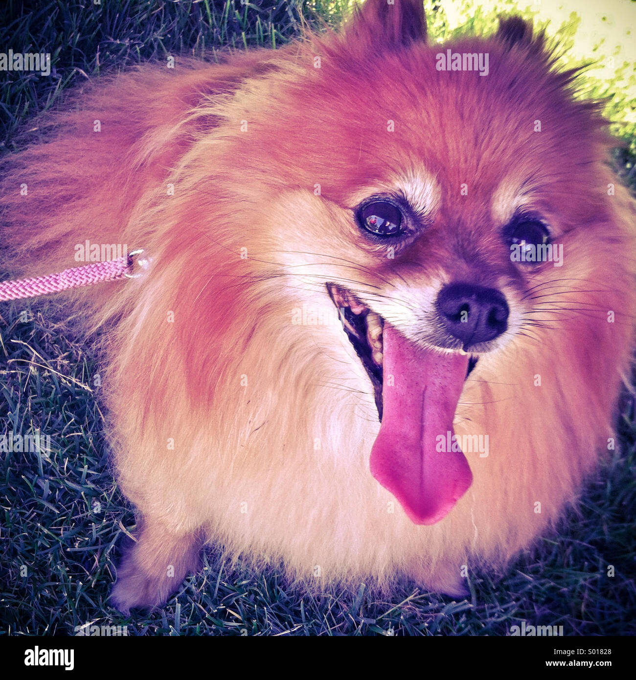 A cute Pomeranian dog on a leash with its tongue sticking out Stock
