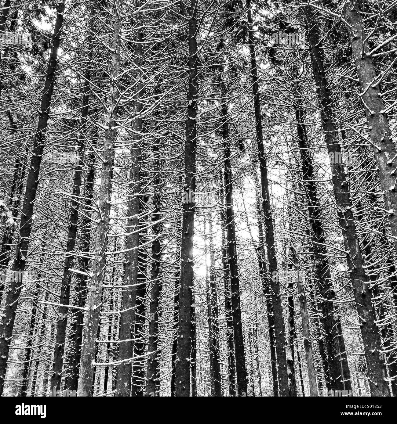 Stand Of Pine Trees High Resolution Stock Photography and Images Alamy