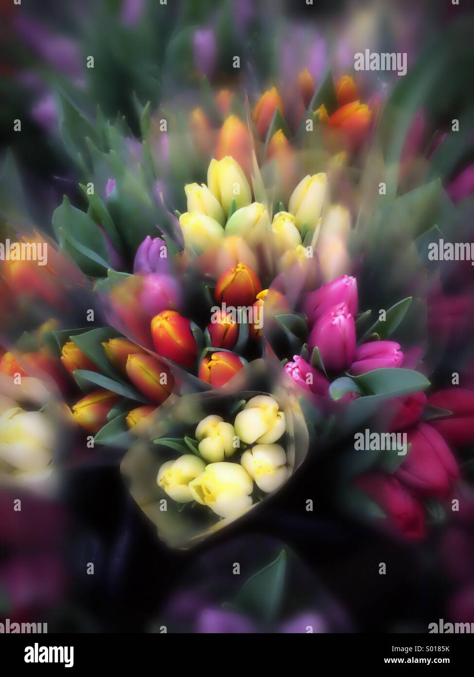 Bunches of tulip flowers of various colours with soft focus effect - Smartphone Captured Stock Image