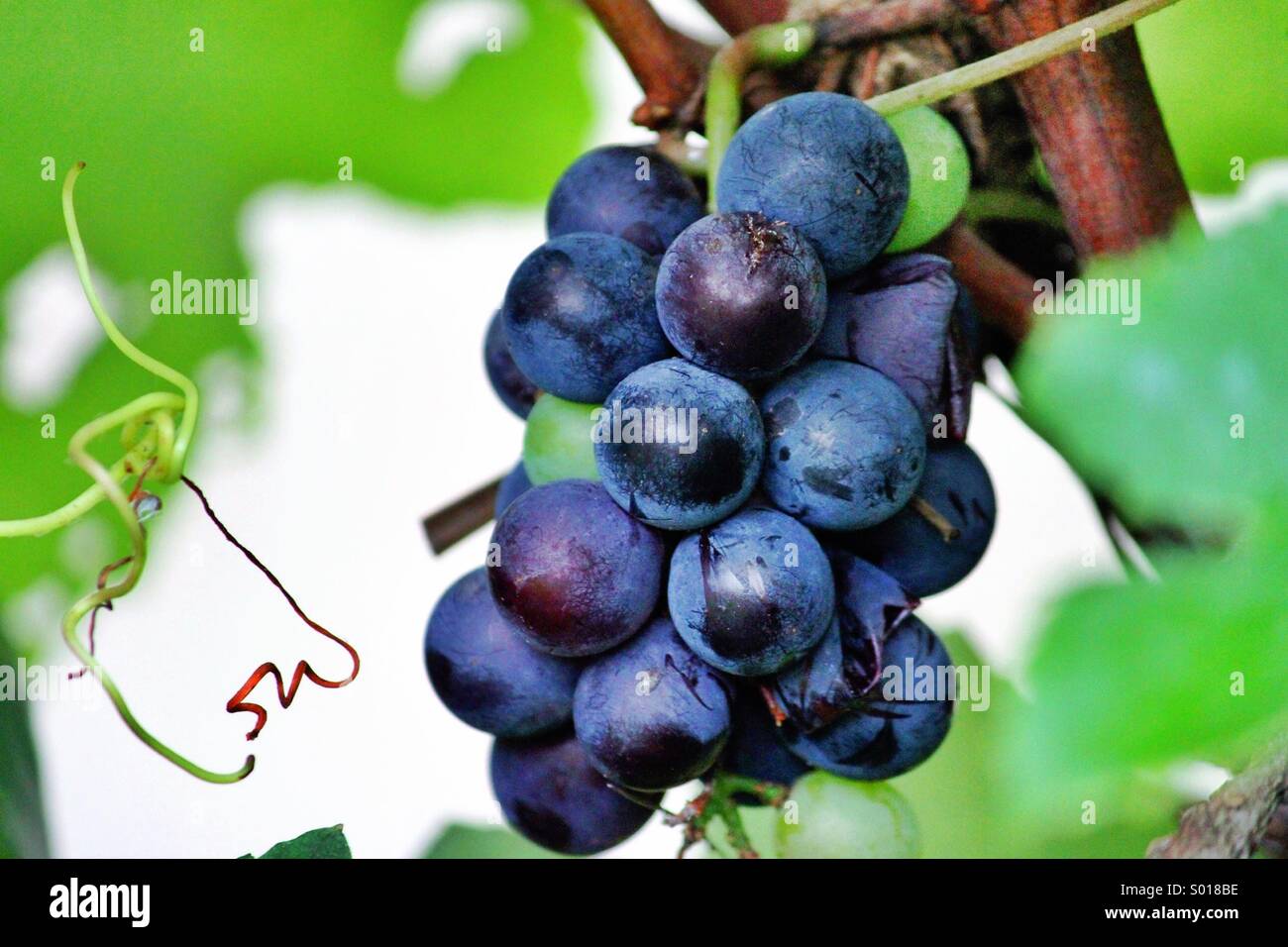 Sour Grapes High Resolution Stock Photography and Images Alamy