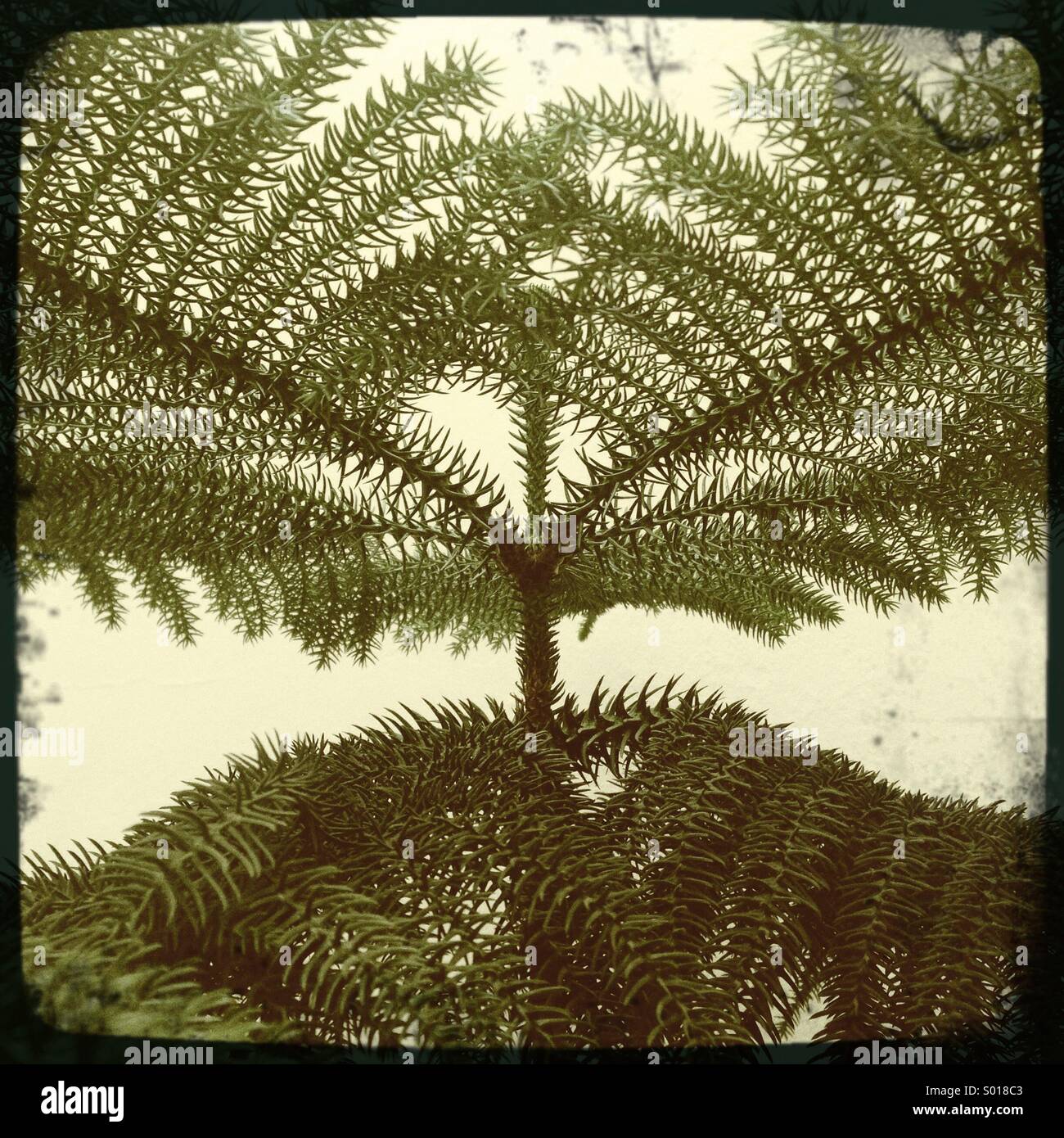 Pine tree on courtyard - Smartphone Captured Stock Image
