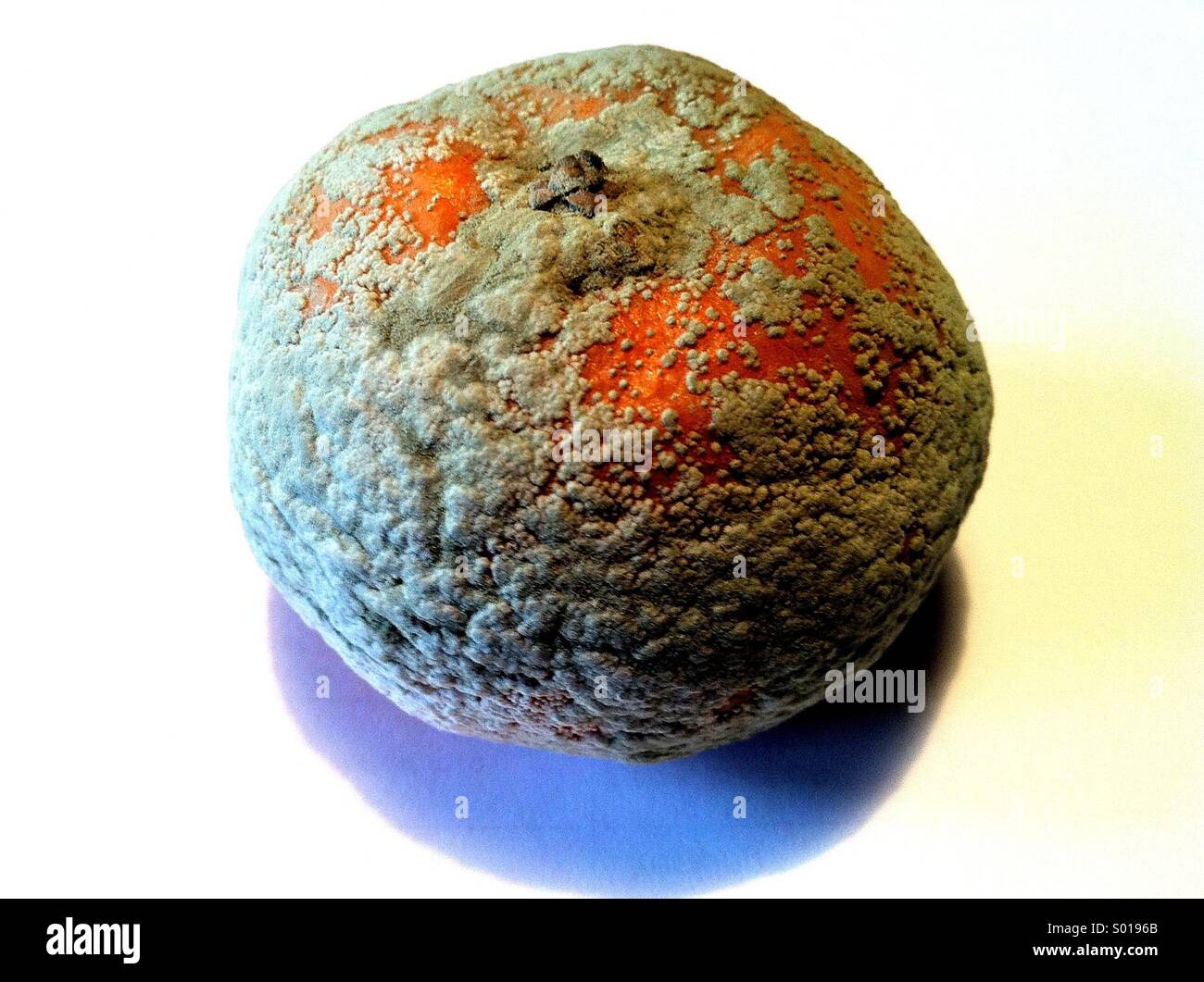 Mouldy orange Stock Photo Alamy