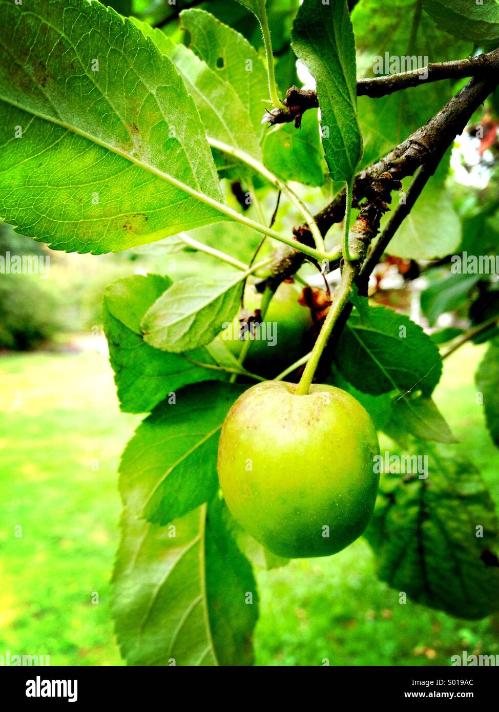 Washington state, apple tree Stock Photo Alamy