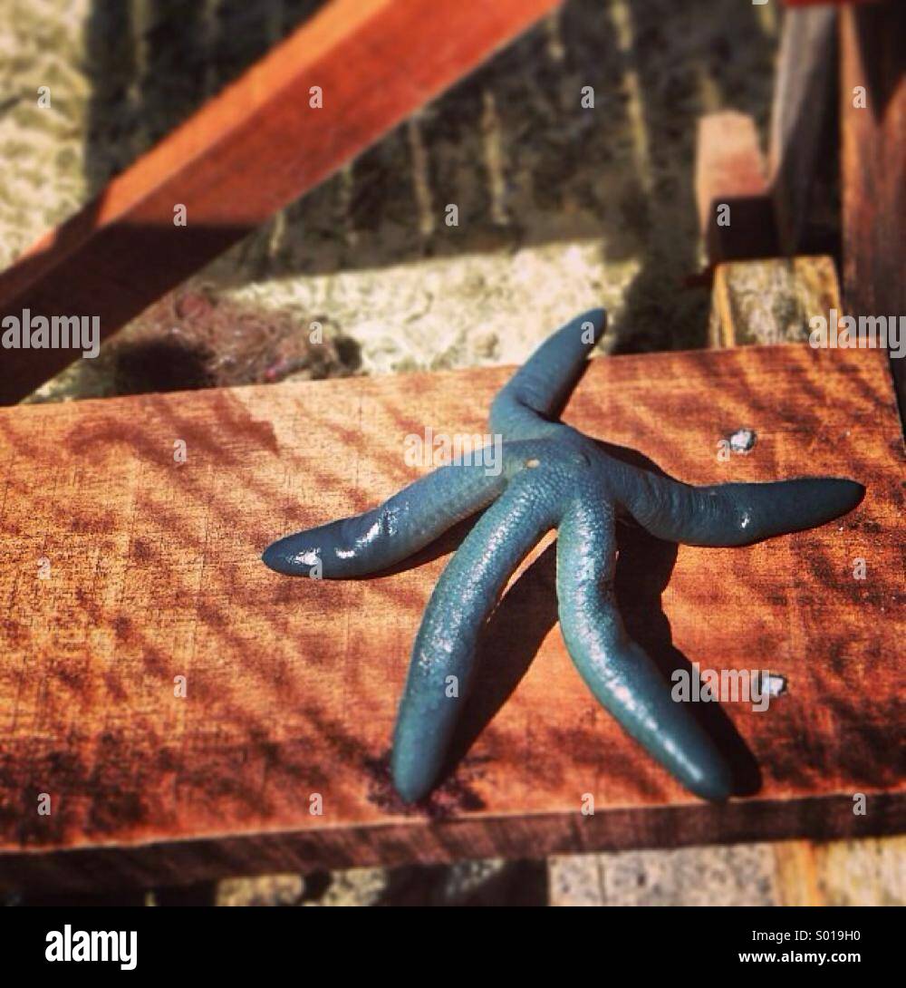 Blue star fish Stock Photo - Alamy