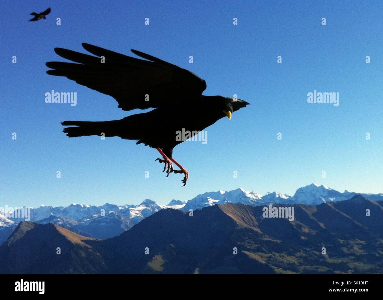 Chough over Bernese Oberland - Smartphone Captured Stock Image