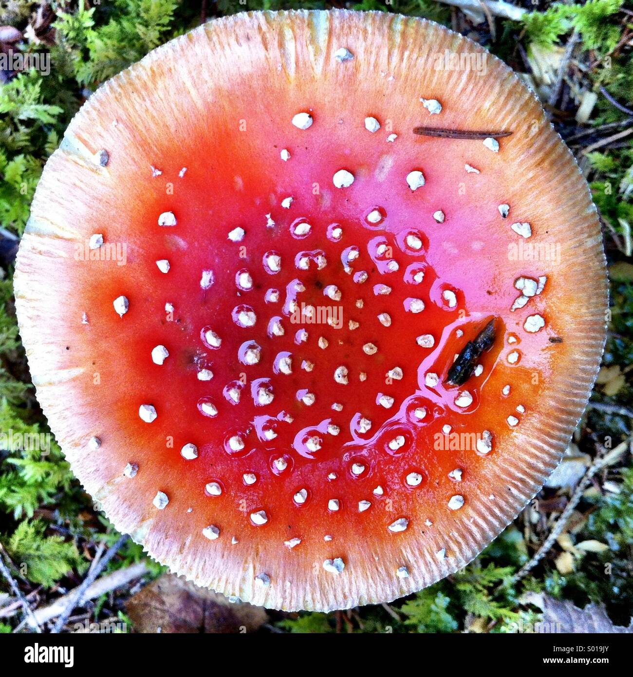 Giant red spotted toadstool in Swiss forest Stock Photo