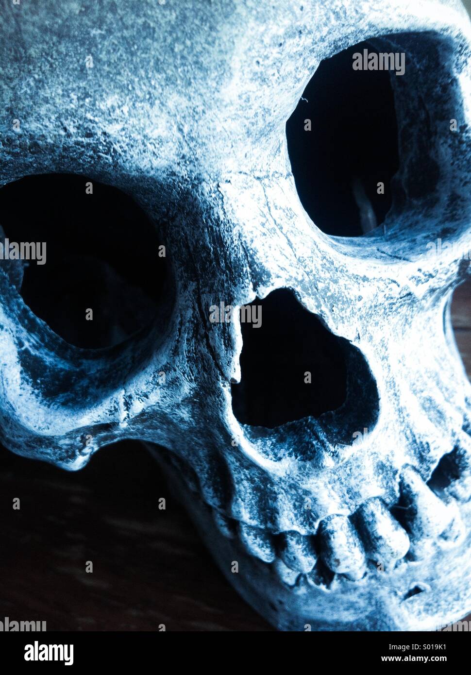 Skull - Smartphone Captured Stock Image
