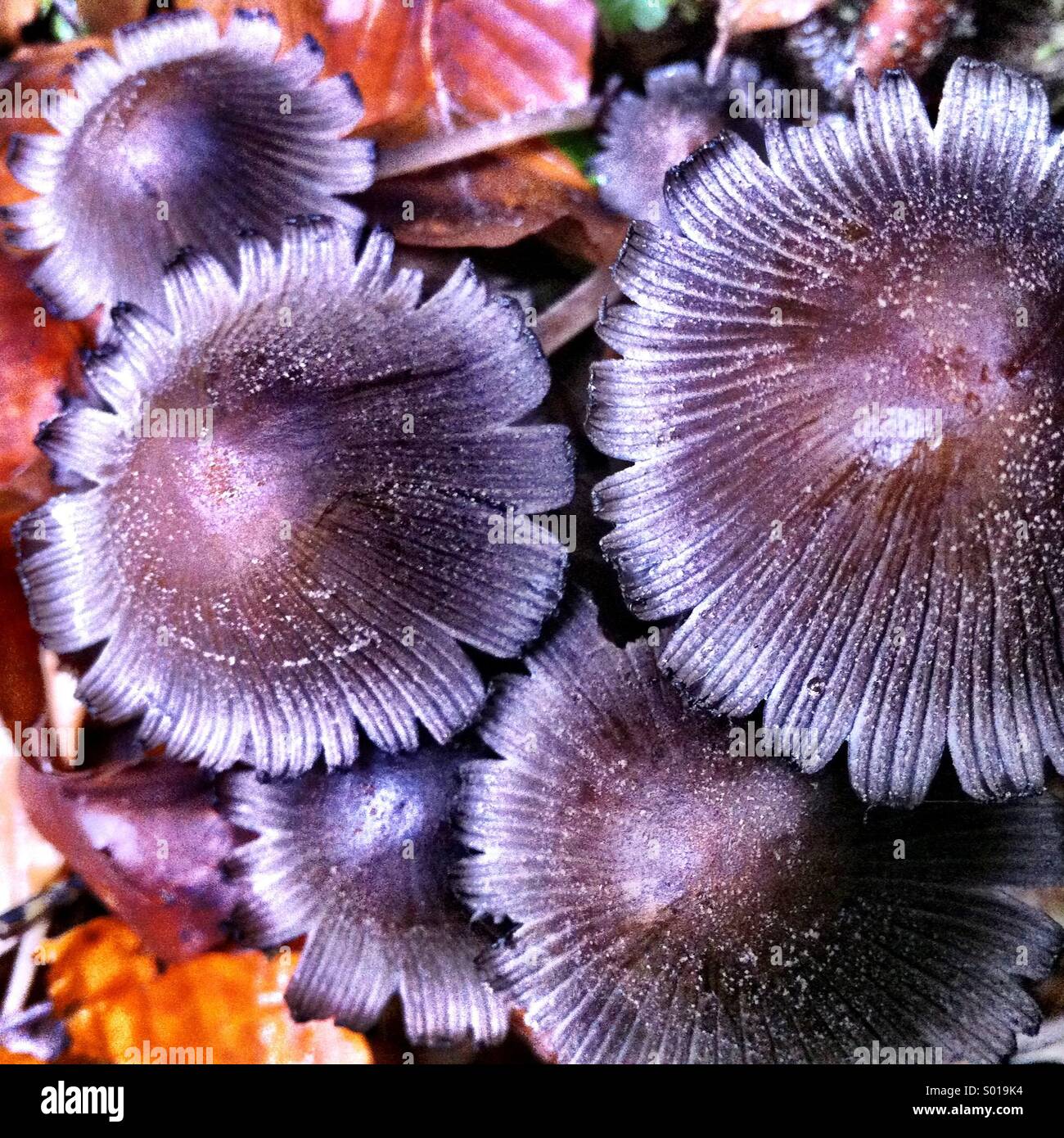 Forest mushrooms with dead leaves Stock Photo Alamy