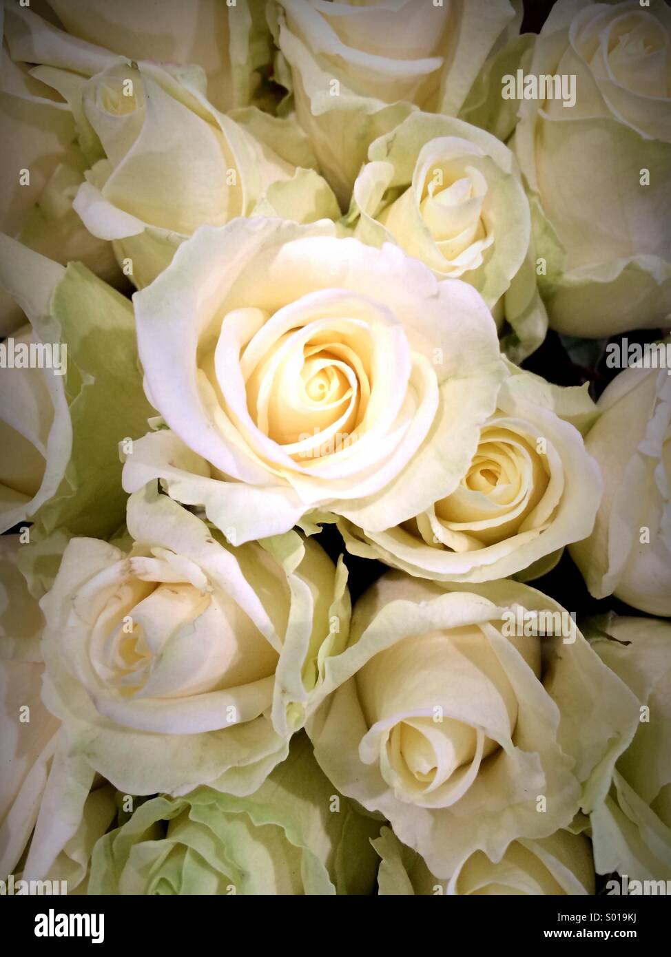 Close up of bunch of yellow roses Stock Photo