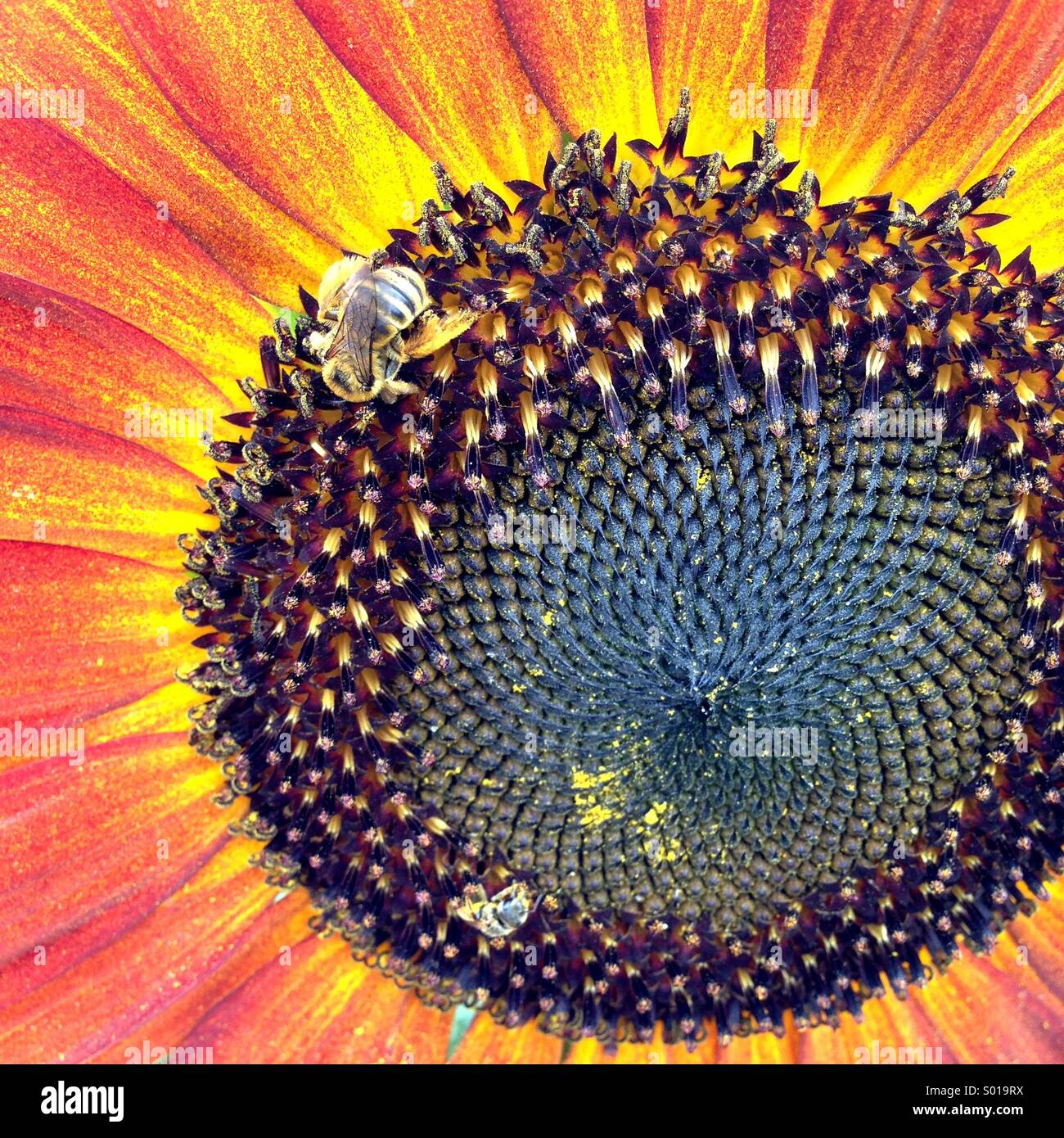 giant sunflower and honey bee Stock Photo