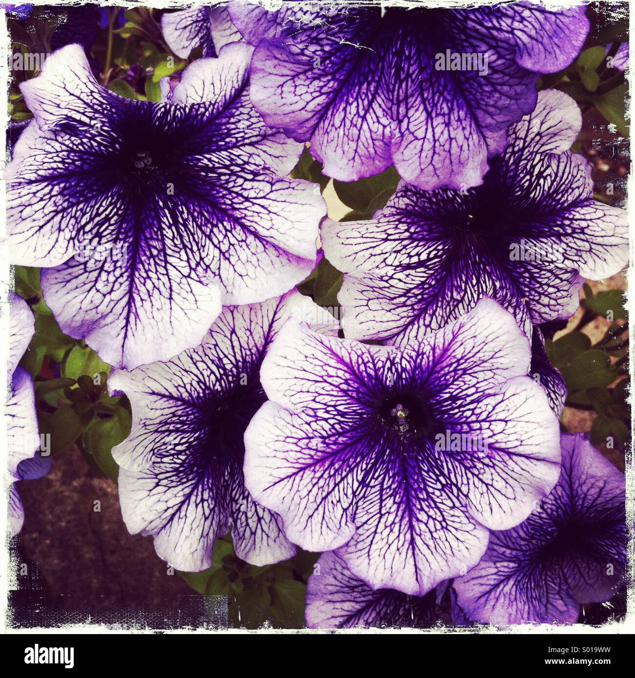 Purple flowers Stock Photo Alamy