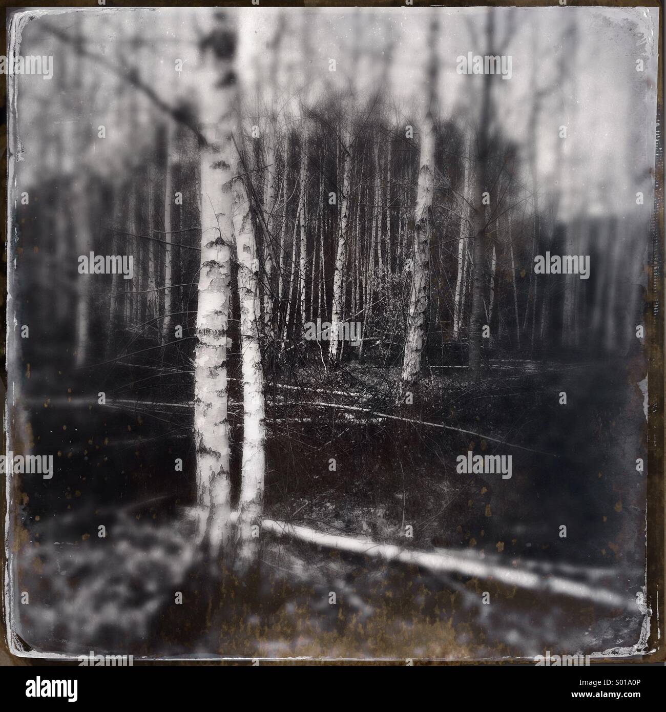 Birch trees in enchanted forest - Smartphone Captured Stock Image