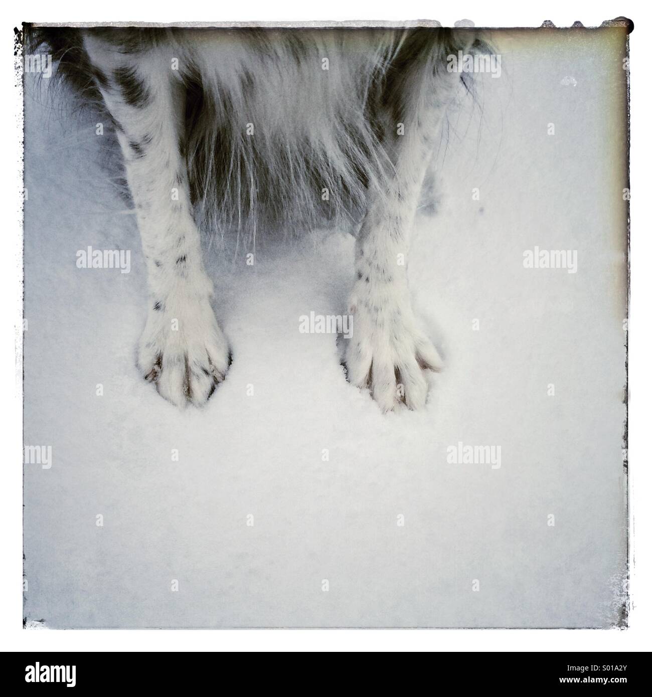 Australian shepherd paws hires stock photography and images Alamy