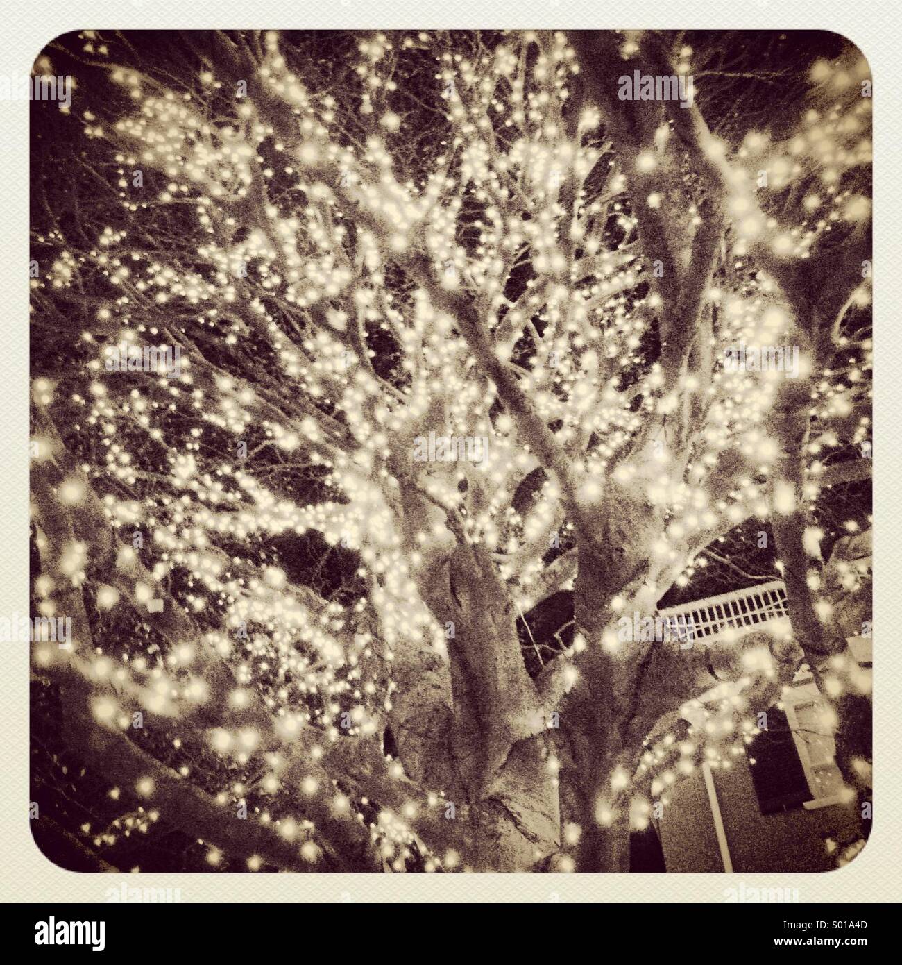 Christmas lights in oak tree Stock Photo Alamy