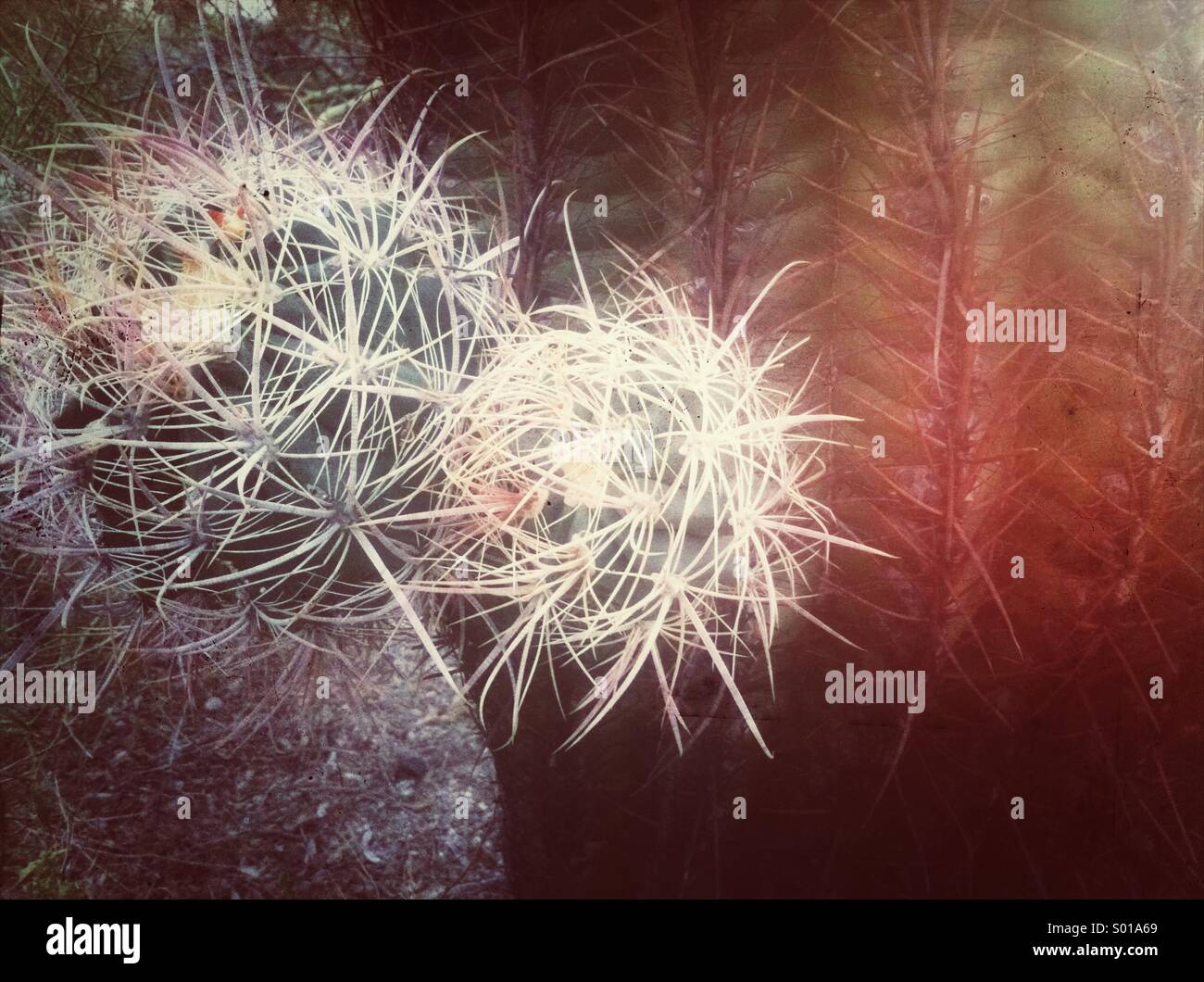 Barrel Cactus with light leak. Sonoran Desert of Arizona. Maricopa County. USA Stock Photo