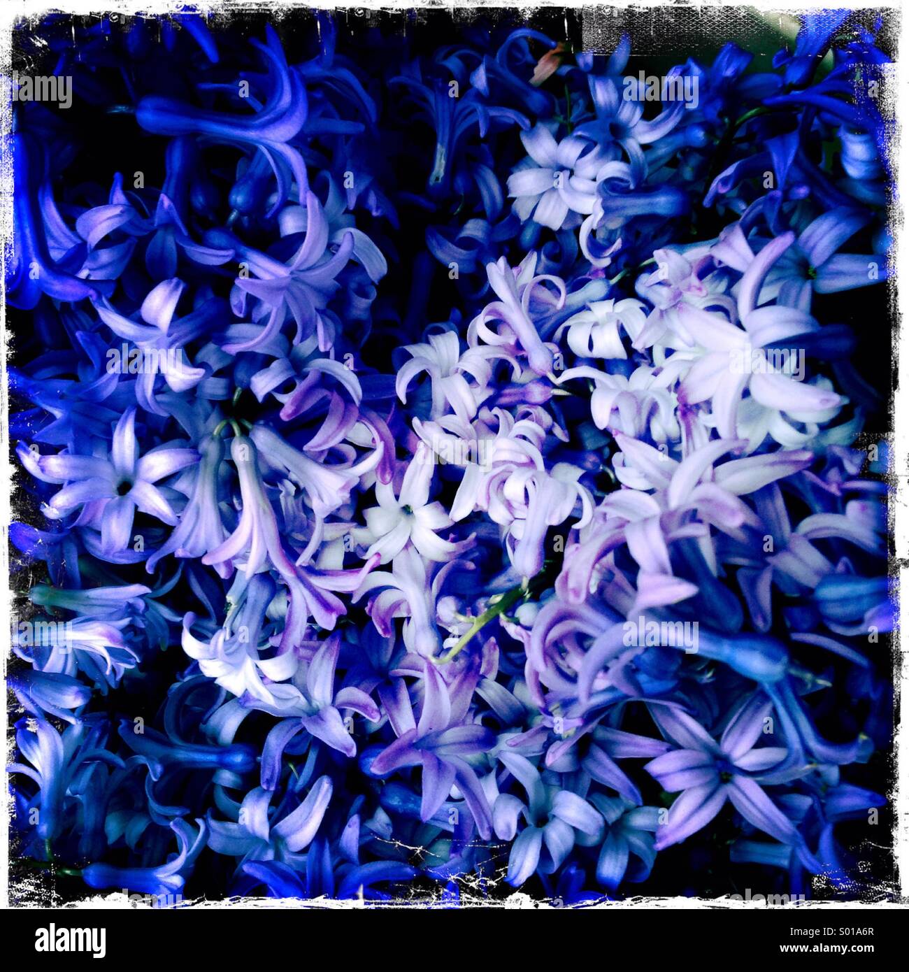 Hyacinth flower bouquette - Smartphone Captured Stock Image