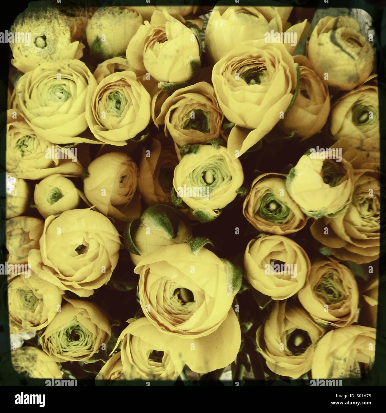 Yellow roses bouquet Stock Photo