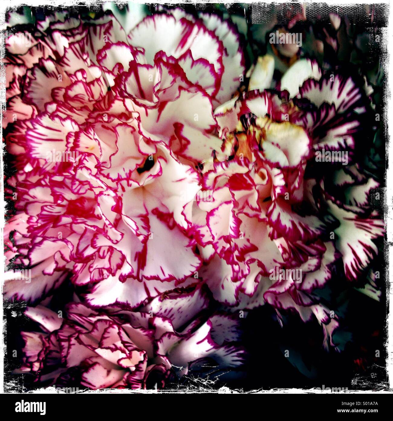 Red and white carnations - Smartphone Captured Stock Image