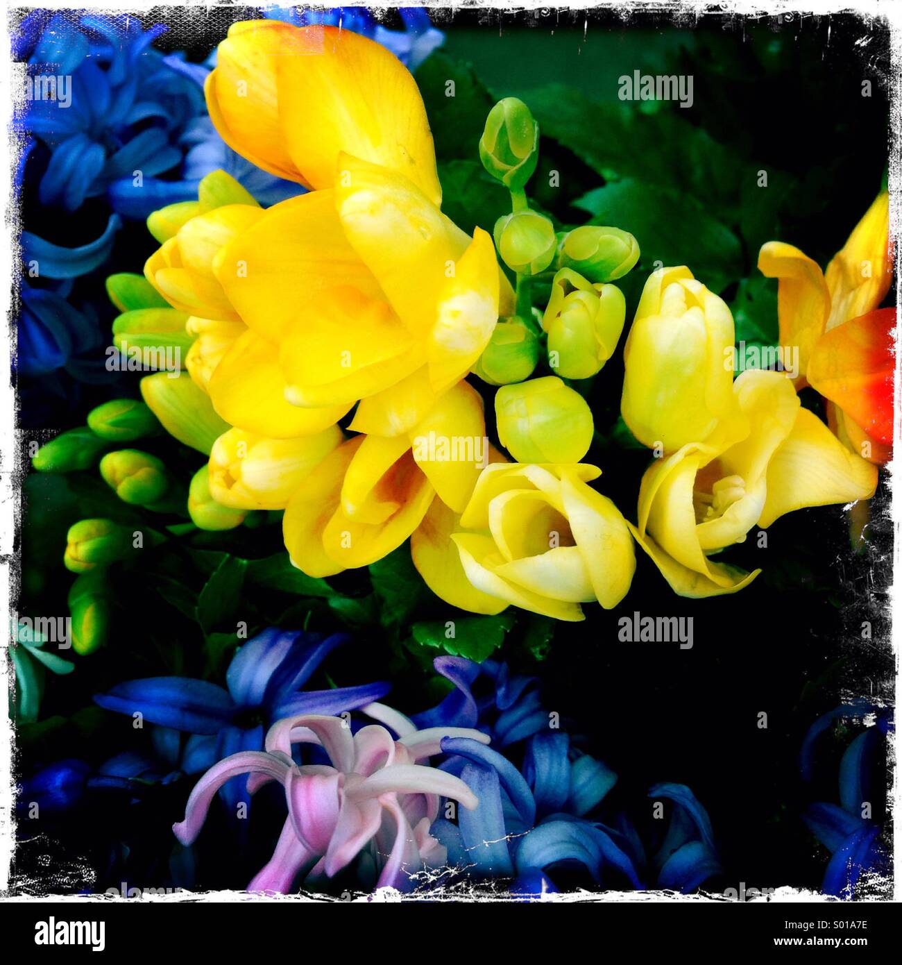 Daffodils and hyacinths - Smartphone Captured Stock Image