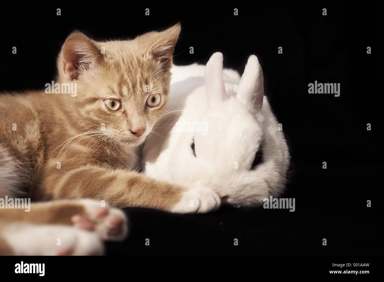 Cat and rabbit cuddle Stock Photo