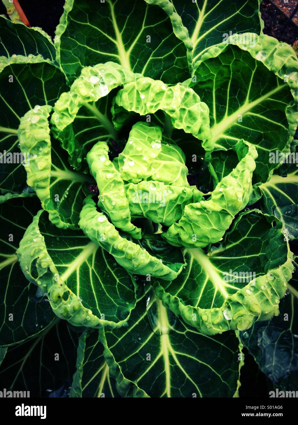 Cabbage close up from above. - Smartphone Captured Stock Image